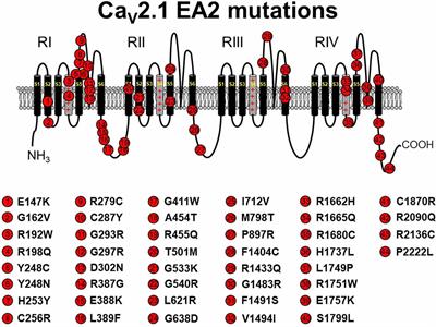Zebrafish as a Model System for the Study of Severe CaV2.1 (α1A) Channelopathies